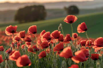 Breathtaking Sunset Over a Field of Vibrant Red Poppies in Soft Evening Light