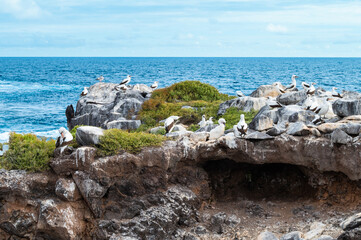 Colony of Boobies on Rocky Coastline, Suarez Point, Galapagos Islands