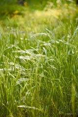 Close-Up of Wild Untamed Long Grass – Natural Green Texture in Summer Light.