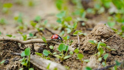 Close-Up of a Ladybug Walking on Garden Soil – Natural Pest Control in Action.