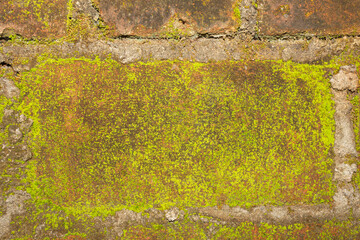 Realistic Weathered Clay Red Brick Wall Texture with Moss and Fungi. Ideal for Creative Project or Design.