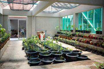 Tropical plant nursery under fine mesh shade netting for growing palm seedlings in pots, shrubs, ornamental plants, selective focus. Growing plants for sale indoors, garden supply, plant propagation. 