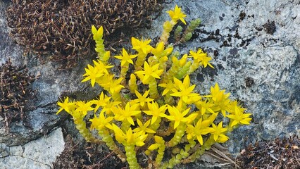 Sweden. Sedum acre, commonly known as the goldmoss stonecrop, mossy stonecrop, goldmoss sedum,...