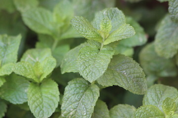 Mint Leaves Close Up