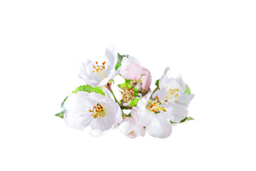 Apple tree flowers on a twig with leaves isolated on a white background. Spring flowers, gardening.