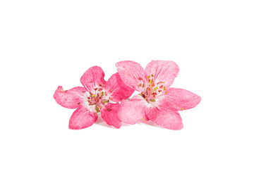 Pink apple tree flowers on a branch  isolated on a white background.