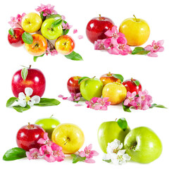 Set of shiny juicy colorful apples with apple blossoms and leaves isolated on white.