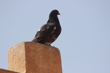 Black Pigeon Close Up