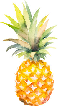 Watercolor painted pineapple fruit Hand drawn fresh food design element isolated on white background