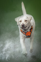 Playful White Labrador Retriever Dog Running Towards Camera in Green Haze