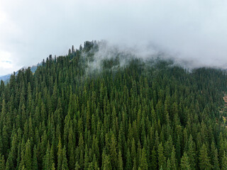 An aerial view of a dense evergreen forest covering a mountain slope, with misty clouds hovering over the treetops
