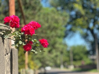 Crimson Beauty: Sun-Kissed Red Roses Blooming on a Sunny Day