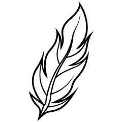 black and white feather