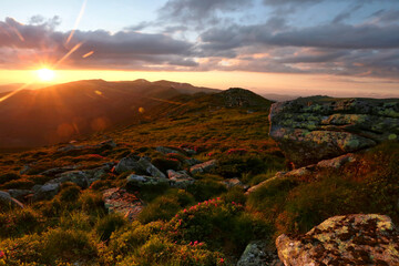 panoramic scene, wonderful blooming season, plantation summer red pink rhododendrons flowers on the hills of Carpathian mountains, Chornohora (Chornogora) range, June, nscarpathian region, Ukraine