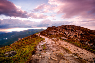 panoramic scene, wonderful blooming season, plantation summer red pink rhododendrons flowers on the hills of Carpathian mountains, Chornohora (Chornogora) range, June, nscarpathian region, Ukraine