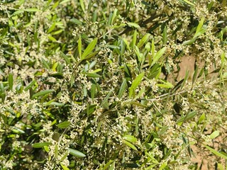 Bees Pollinating Olive Tree in Bloom.