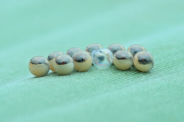 second phase of wasp eggs on banana leaves seen from the side