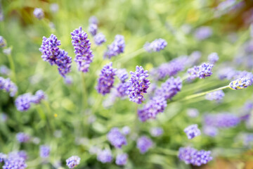 Lavender blooming flowers, summer violet background.