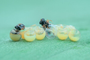 Newly hatched small wasp on the banana leaf seen from the side