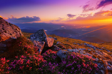 panoramic scene, wonderful blooming season, plantation summer red pink rhododendrons flowers on the...