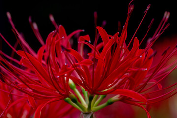 Vivid Red Lycoris Radiata in Full Bloom