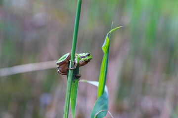 Hyla arborea - Green tree frog on a stalk. The background is green. The photo has a nice bokeh....