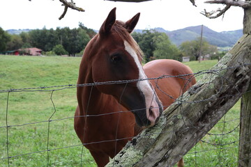 Caballo castaño detrás de una valla en el campo del País Vasco