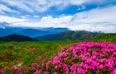 panoramic scene, wonderful blooming season, plantation summer red pink rhododendrons flowers on the hills of Carpathian mountains, Chornohora (Chornogora) range, June, nscarpathian region, Ukraine