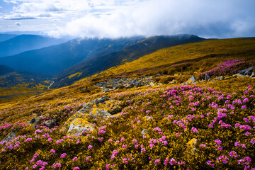 Fototapeta premium panoramic scene, wonderful blooming season, plantation summer red pink rhododendrons flowers on the hills of Carpathian mountains, Chornohora (Chornogora) range, June, nscarpathian region, Ukraine