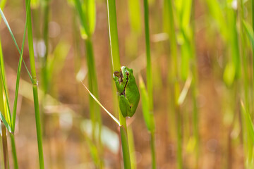 Hyla arborea - Green tree frog on a stalk. The background is green. The photo has a nice bokeh....