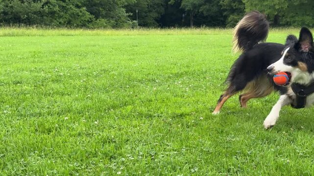 Dog is laying on the grass in a park
