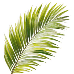 Obraz premium Single palm frond leaf isolated on transparent background
