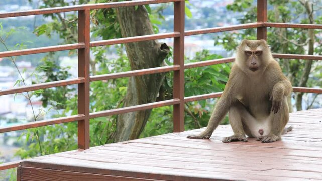 Nature background of wild animals, monkeys or gibbons searching for food and moving quickly on a big mountain. Some are fierce with sharp fangs, usually living in groups.