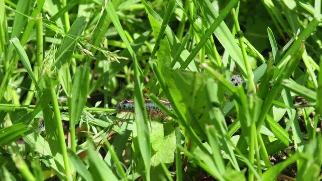 Lackey moth caterpillar crawls on the grass. Malacosoma neustria in the garden. Fruit tree pests