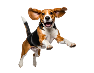 Playful Beagle in Action Catching Frisbee, transparent background