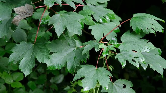 Gr&uuml;ne Ahornbl&auml;tter an roten Blattstielen im Fr&uuml;hling, Bl&auml;tter von Ahorn Baum im Wind
