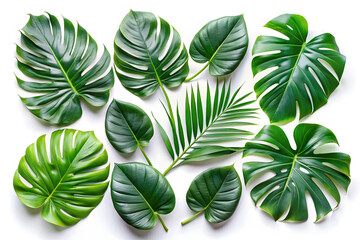 Fototapeta premium set of leaves