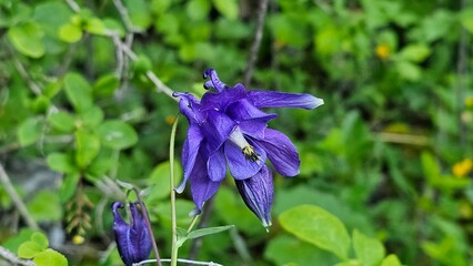 Sweden. Aquilegia alpina, often called the alpine columbine or breath of God, is a perennial...