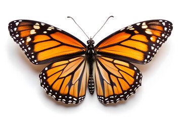 Fototapeta premium butterfly isolated on white