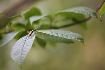 Macro Close Up Of A Small Longhorn Beetle (Cerambycidae Family) Resting On A Green Leaf. Soft Blurred Foliage Background.