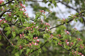 Delicate Twigs Of An Apple Tree Covered With Numerous Small Pink Flower Buds And Emerging Green Leaves In Early Spring.