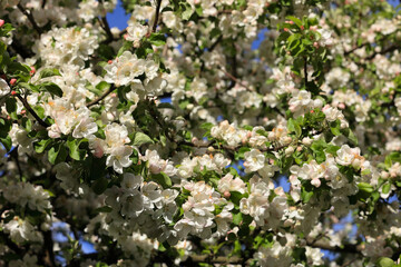 Branches Of An Apple Tree Are Heavy With A Profusion Of White And Pale Pink Spring Blossoms. Blue Sky Visible.