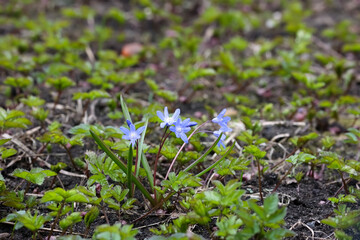 A Few Small Blue Scilla Or Siberian Squill Flowers Blooming On Bare Earth Among Sparse Green Shoots In Early Spring.