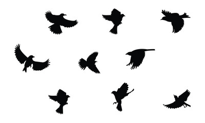 Flying Altamira oriole bird Silhouette Design  And Vector Illustration. 