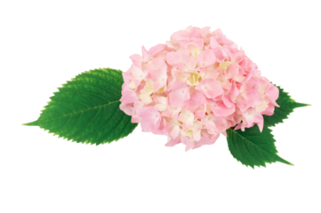 primo piano di fiore di ortensia, Hydrangea di colore rosa verde isolata su sfondo bianco o trasparente