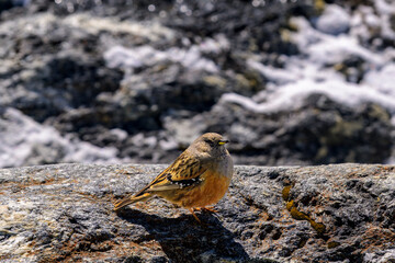 Aves del Himalaya