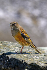Aves del Himalaya