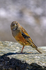 Aves del Himalaya