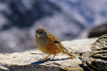 Aves del Himalaya