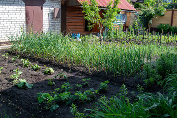 Cultivation of garlic in the home garden. Organic vegetable garden